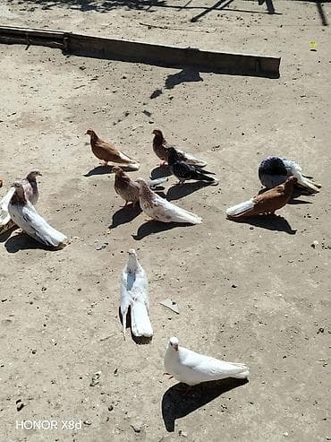 bit daragi harada satilir: Ebreş ag quyruqlar unvan Yeni suraxani esenlerden optum satilir tek — 2
