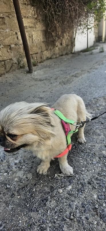 İtlər: Pekines, 1 il, Dişi, Pulsuz çatdırılma — 3
