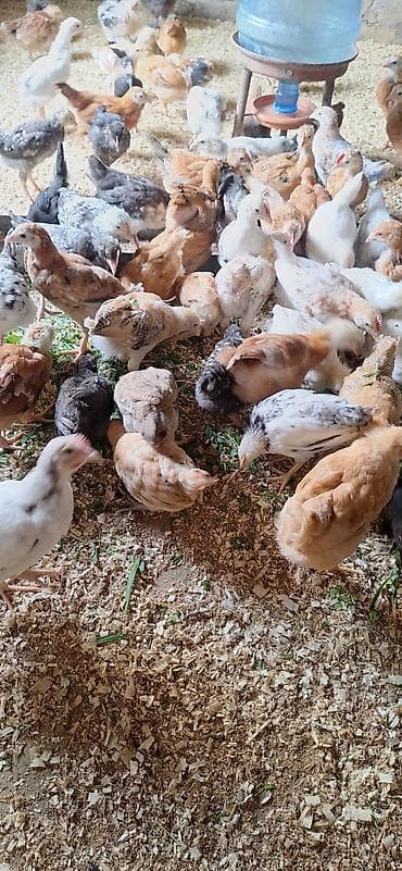 ataks cuceleri: Toyuq cücələri, Damazlıq — 7