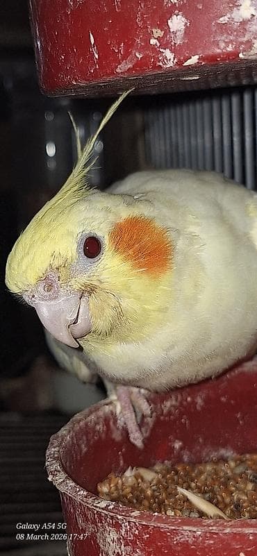 feniks quşu: Popuqoy Korella (ana qusdu) — 1