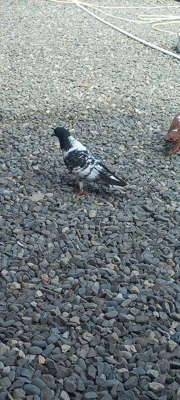 göyercin yuvası: Məhsul: Qüvvətli uçuş və baxımlı görünüşə malik ev göyərçinləri — 21