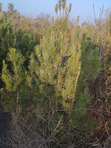 Bıçaqlar: Şam ağacı fidanları - Növ: Şam (iynəyarpaq, həmişəyaşıl) - Təyinat — 6