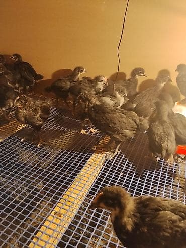 ucuz cuce: Toyuq cücələri, Damazlıq — 2