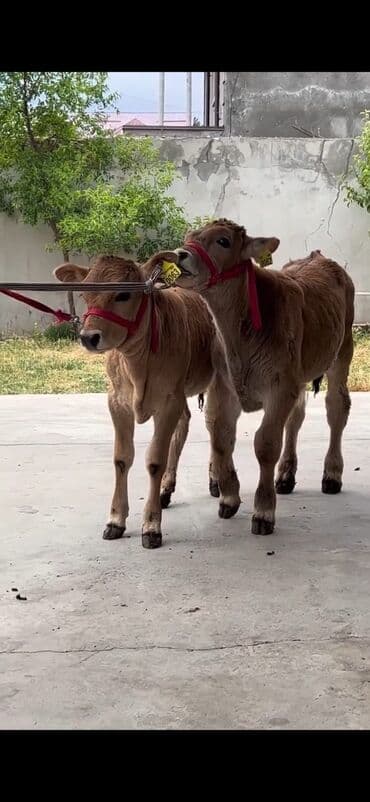 qoyun şəkilləri: Məhsul: Dana cütlüyü Təsvir: - Şəkildə iki ədəd eyni nəsilli — 2