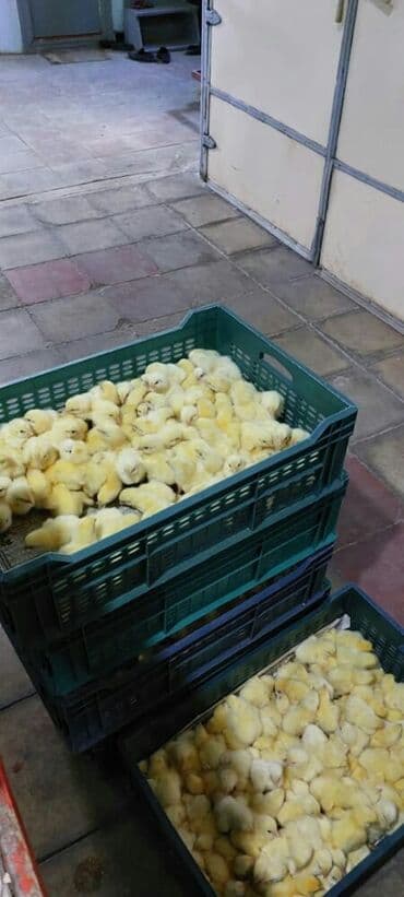 hinduşka satılır: Toyuq cücələri, Ətlik, Ünvandan götürmə, Pulsuz çatdırılma, Ödənişli çatdırılma — 2