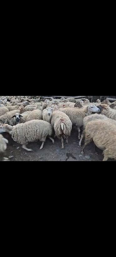 toyuq fermasi satilir: 350 baş qarabg sort boz qoyunlar satılır . hissə hissədə götrə — 2