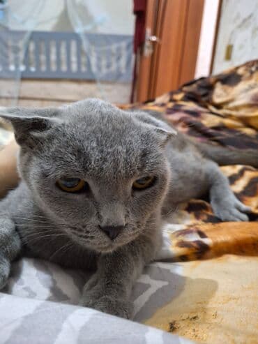 вислоухий кот цена: Şotland yastı qulaq, Dişi, Ünvandan götürmə — 2