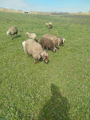boqaz qoyunlar: Qoyun sürüsü – ana qoyunlar və quzular - Şəkillərdə açıq otlaqda — 3