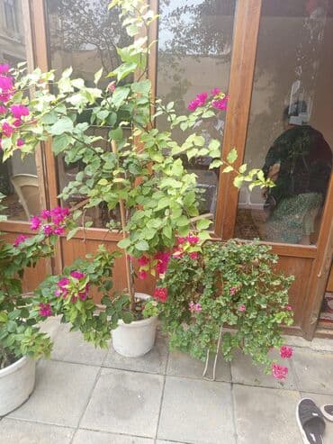 куплю комнатные растения: Şefler ve her cür ev güllərin satışı mövcudu isdediyiniz gülün — 8