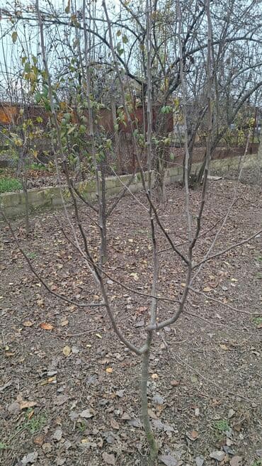 qaymaq decor up: Salam krasavitsa armud tingləri var 1manat 50 qəpiydən. Təxminən — 5