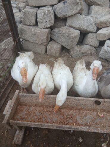 ag at sekilleri: Ağ qazlar satılır. disidiler 40 azn. erkey isdiyen olsa 60 azn 1i — 2