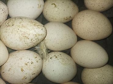 broyler yumurta: Mayalı yumurta satlır sortu kanada yumurtasdır 7 azn 10 ədəd alana 6 — 2