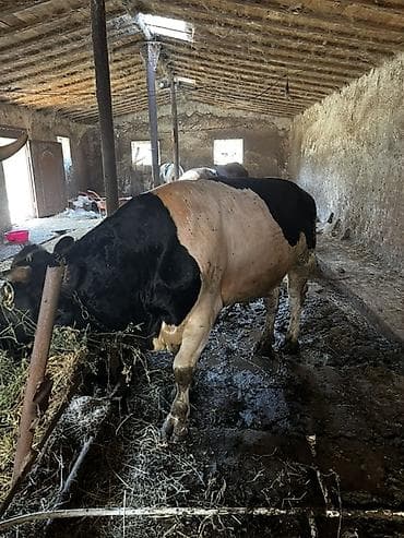 Satlıq iri buynuzlu heyvanlar2si temiz smentaldı 2si ivanovka super — 2