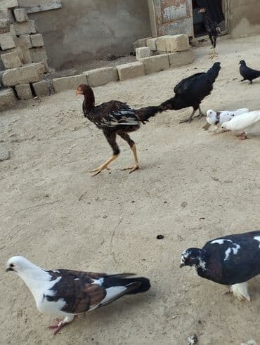 şinşila pişik satılır: Toyuq, Damazlıq — 3