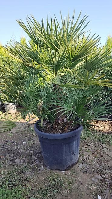 bitki guli: Yelpəzəyarpaq xurma (Chamaerops humilis) – qara plastik dibçəkdə — 5