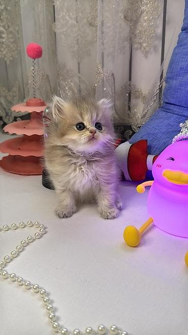 heyvan bazari: Britaniya uzun tüklü (British Longhair) balaca pişiklər - Cinsi: uzun — 1