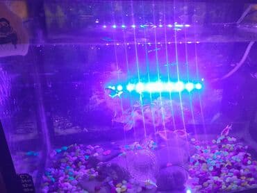 Lexus: Akvaryum komplekti – dekorativ balıqlar və tam aksesuarlarla. - Şüşə — 2