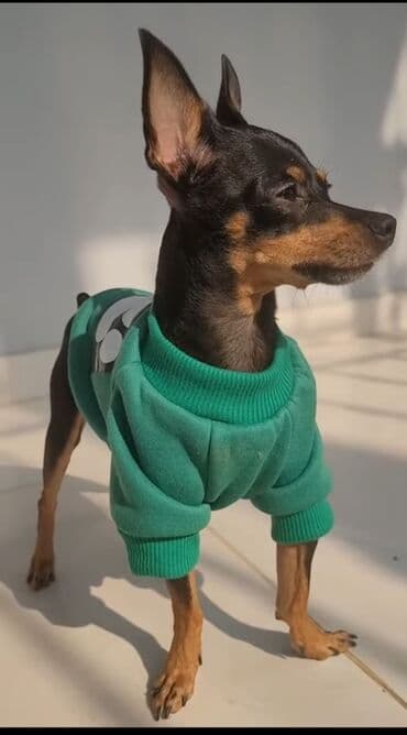 Akvariumlar: Mini pinçer tipli kiçik ölçülü it - Rəng: qara-tan (qara bədən — 1