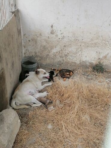 itlərin qiymətləri: Alman çoban iti, 1 ay, Erkek, Ünvandan götürmə — 2