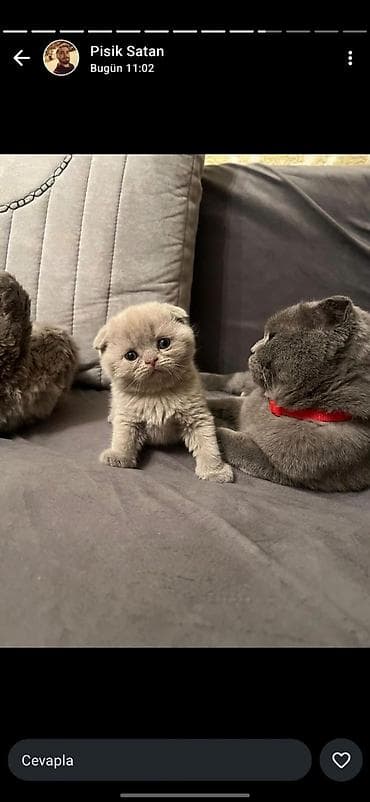 Şotland yastı qulaq