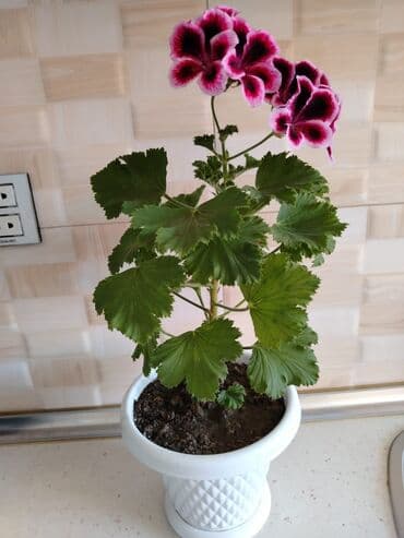 ətirşah bitkisi: Qazonlarınızı və bağlarınızı bəzəmək üçün uygundur. Gözəl görünüşü ilə — 2