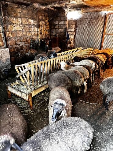 beyləqan sortu qoyun və quzuları: Erkək, il: 1, 45 kq, Ətlik, Ünvandan götürmə — 5