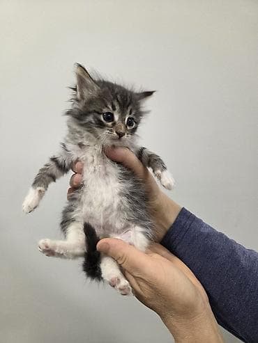 pulsuz video cat: Tabbi, Yaxşı əllərə — 8