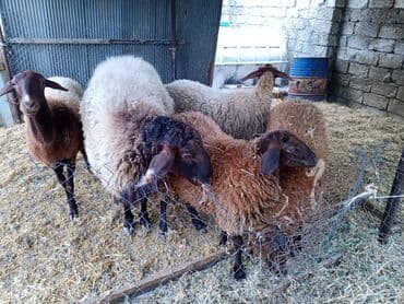 электрическая машинка для стрижки овец: Qoyun sürüsü – ət və yun istiqamətli - Növ: yerli qarışıq cinslər — 2
