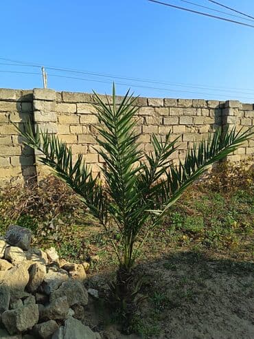 şam ağacı toxumu: Xurma ağacı satılır. Boyu 170sm
Ünvan: Bilgəh — 2