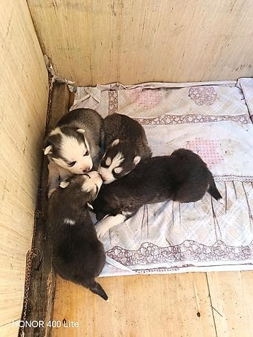 it yuvası satilir: Xaski, 1 ay, Dişi, Ünvandan götürmə — 4