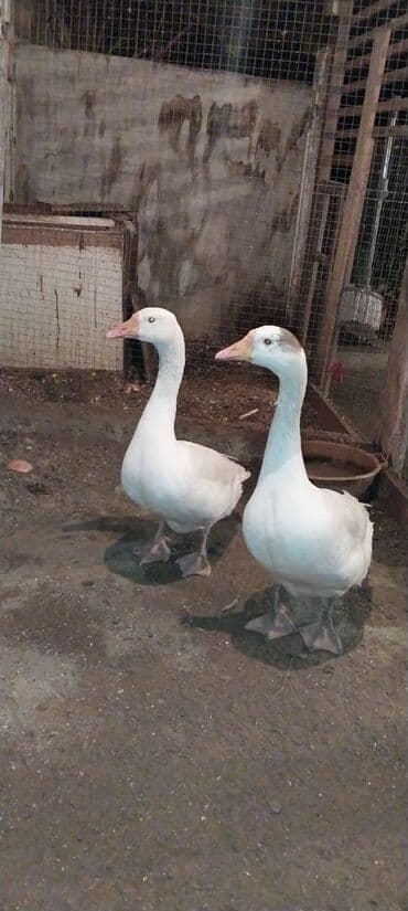 Hinduşka: 2dene qaz satilir 2side dişisi yumurtlayir ünvan Maştağa qiymət 100azn — 4