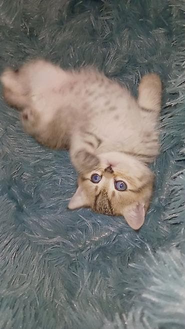 afcarka balalari satilir: Britan — 1