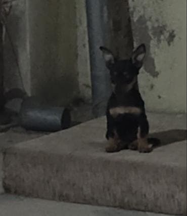 pitbull sekilleri: Miniatür pinçer, 2 ay, Dişi, Peyvəndli — 1