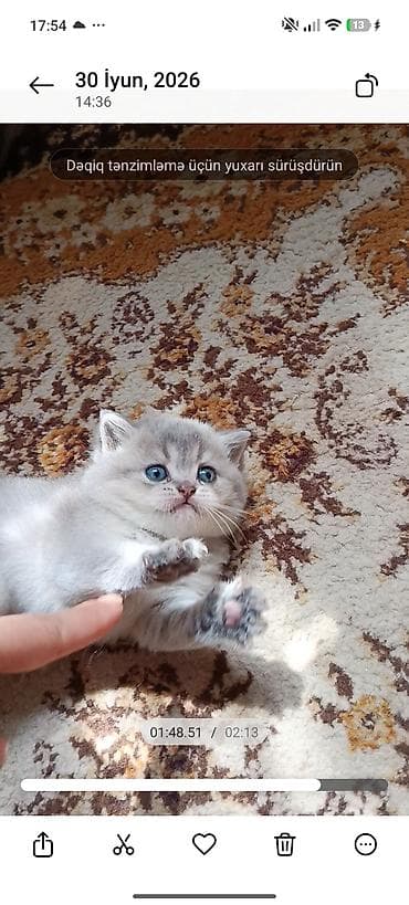 pişik şotlan: Şinşilla — 1