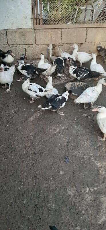 Inəklər, öküzlər: Məhsul: Muskoviy (hind) ördəklərý bu Təsvir: - Ağ, qara-ağ və — 4