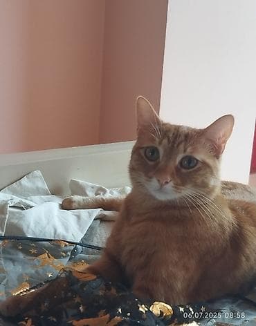 heyvan: 🐈 Очаровательная рыжая кошка ищет новый дом! 3-летняя, добрая и — 4