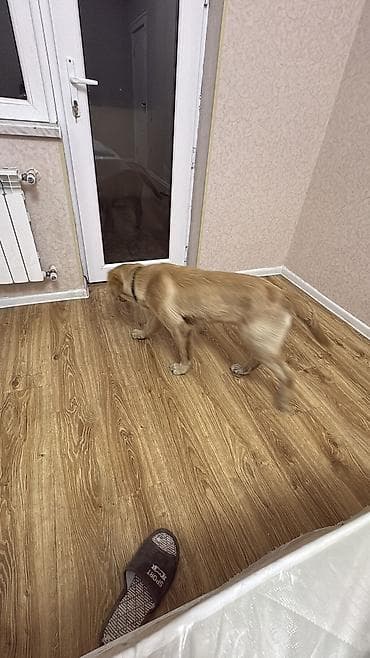 Heyvanlar: Retriever, 5 ay — 6