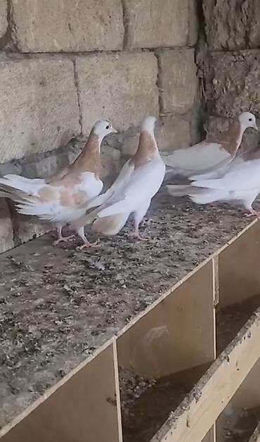 ev quş: Sarı boynu güllülər 2 erkey 2 maya vpda yazn videson atım real — 1