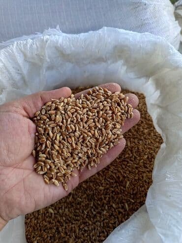 куплю уголь оптом: Məhsul: Buğda Təsvir: Qomer sortu çox məhsuldar buğda sortudur. - — 2