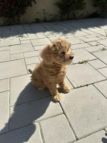 mini pincer: Malta bolonka, 2 ay, Dişi, Peyvəndli, Ödənişli çatdırılma — 4