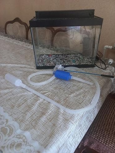 Gəmiricilər: Akvarum satılır 40 selqiledir lazim üçün fso — 8