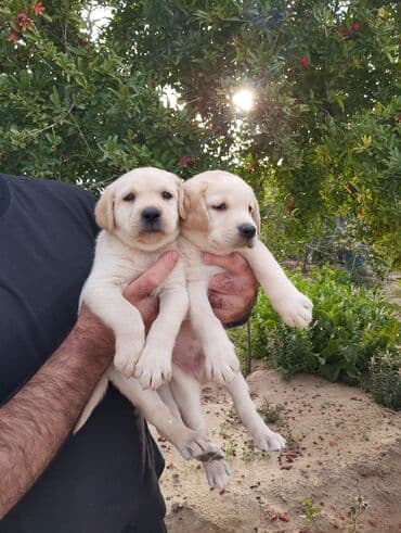 лабрадор: Labrador-retriver, 2 ay, Dişi, Peyvəndli, Ünvandan götürmə — 3