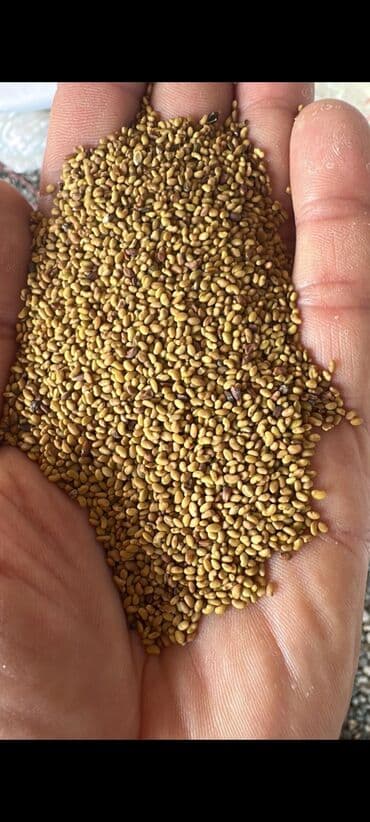 xaşa toxumu: Yonca toxumu satılır Qiymet. 5.50Azn 1.5 ton mövcuddur Ünvan — 1