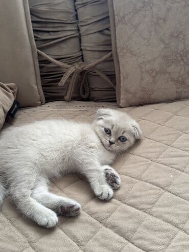 Şotland yastı qulaq