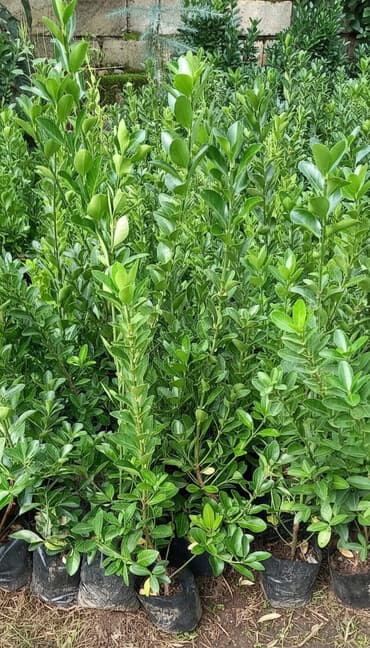 Hemise yasil evanimus hasar ucun elverislidir dokor ucun her nov gul lalafo.az -da Hemise yasil evanimus hasar ucun elverislidir dokor ucun her nov gul