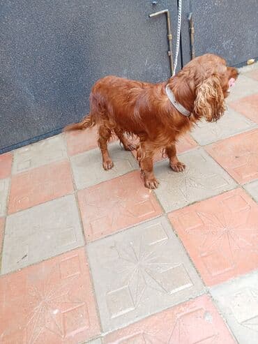 koker spaniel satilir: Koker spaniyel — 7