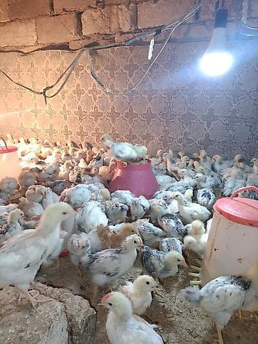 ordək balası və cucə: Toyuq cücələri, Ətlik — 4