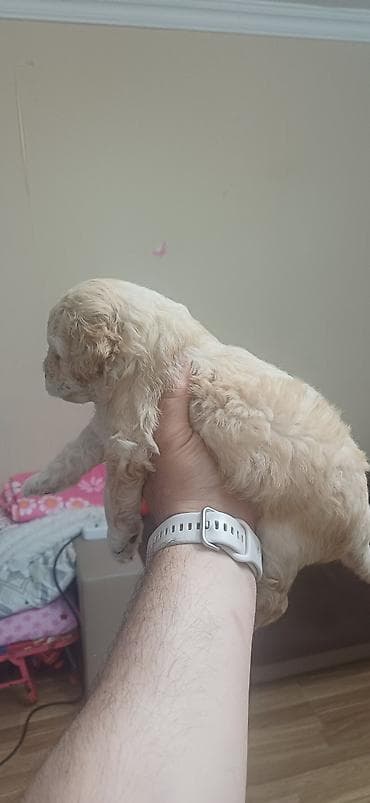 it: Pudel, 1 ay, Erkek, Ödənişli çatdırılma — 9
