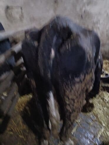 Toyuqlar: Qısırdı balası yoxdu - Cins tipi: qara-ağ (yerli südlük istiqamət) - — 3