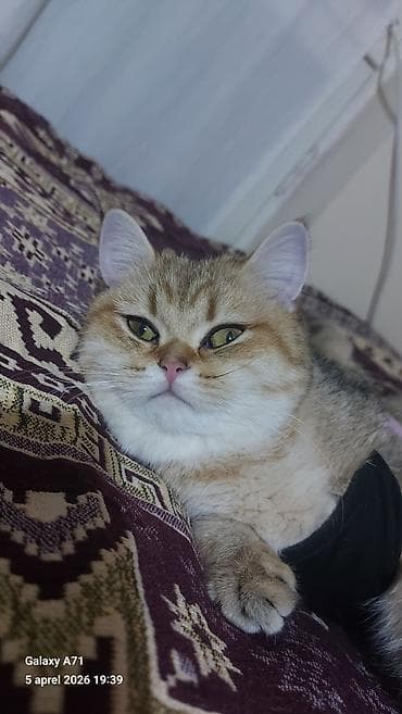 Pişiklər: Qızıl şinşilla, Dişi — 4